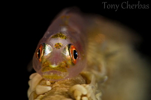 Goby at Night by Tony Cherbas 